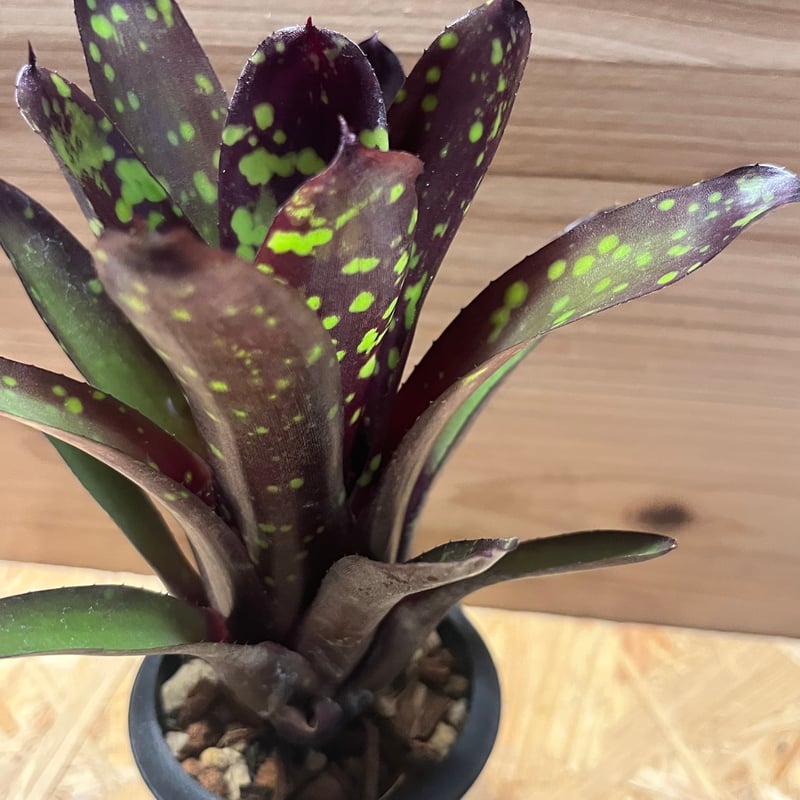 ネオレゲリア ノスフェラトゥ | GREEN LUCK