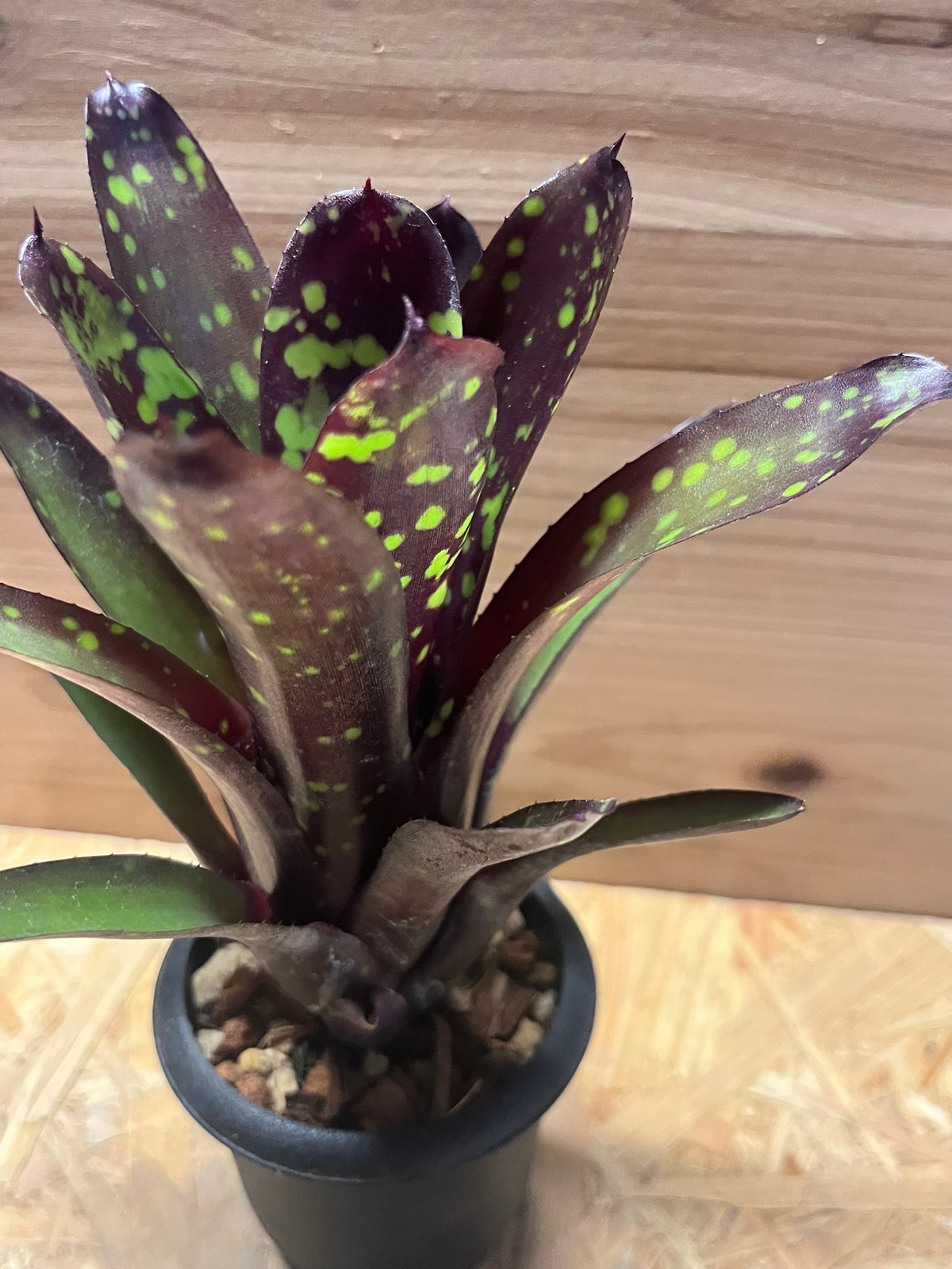 ネオレゲリア　ノスフェラトゥ Neoregelia Nosferatu ネオレゲリア ノスフェラトゥ Neoregelia