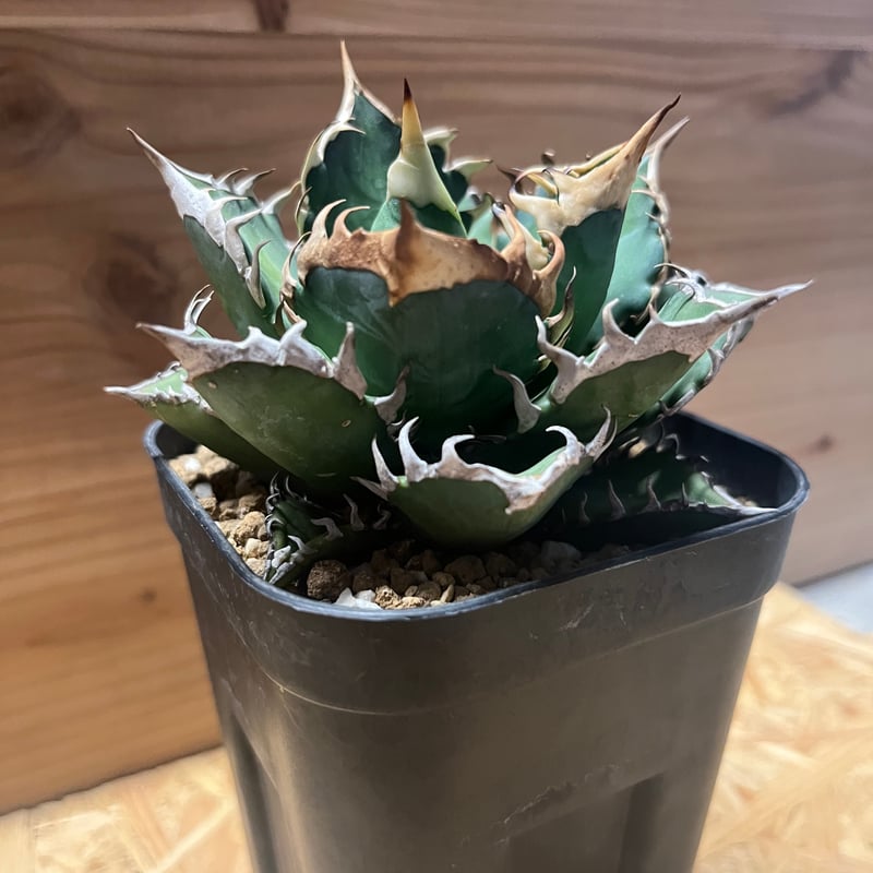 アガベ チタノタ サンクラウン | GREEN LUCK