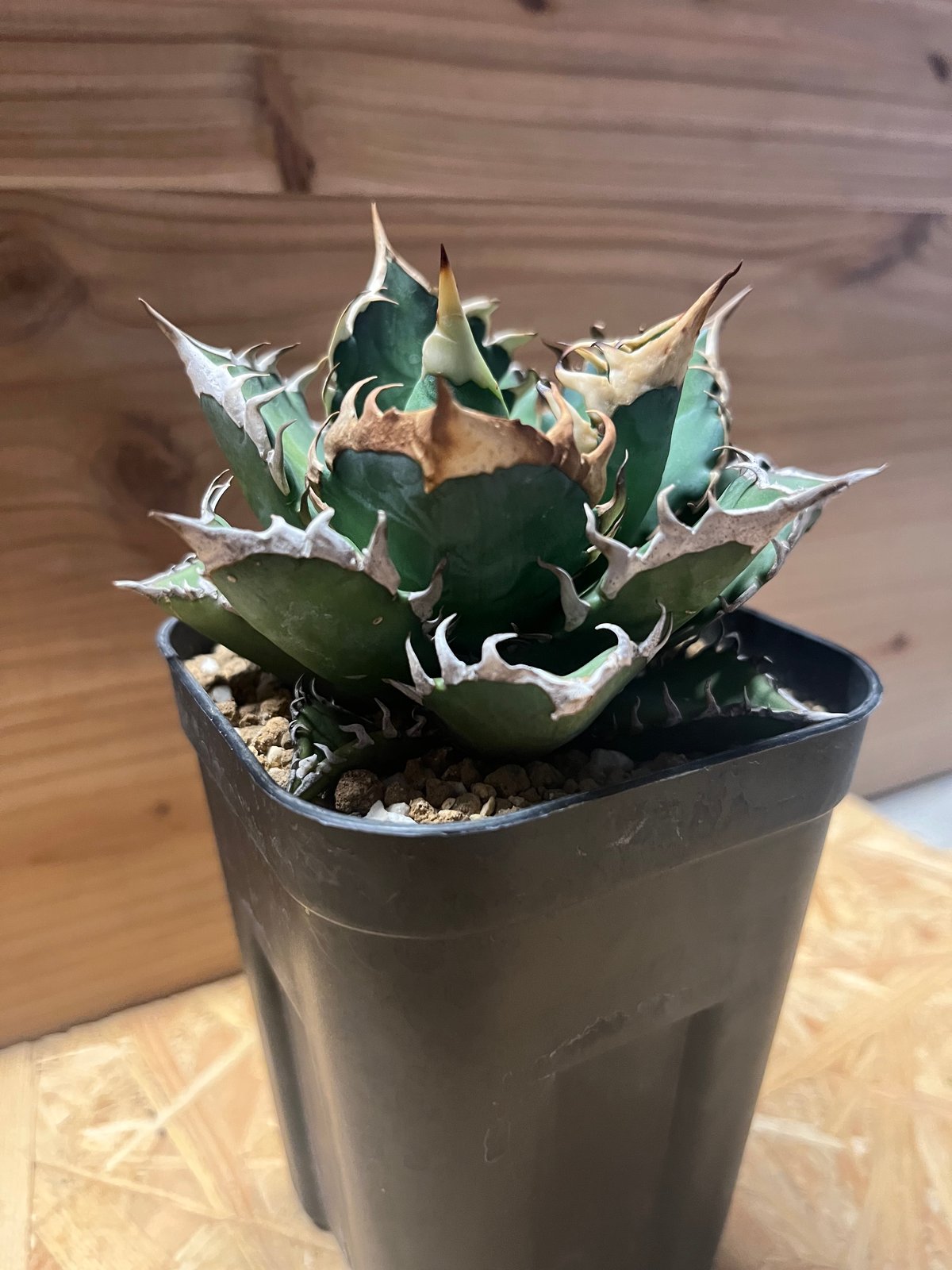 チタノタ「サンクラウン」大親株 鉢ごと発送 アガベ チタノタ サンクラウン 活着株鉢ごと発送 - メルカリ