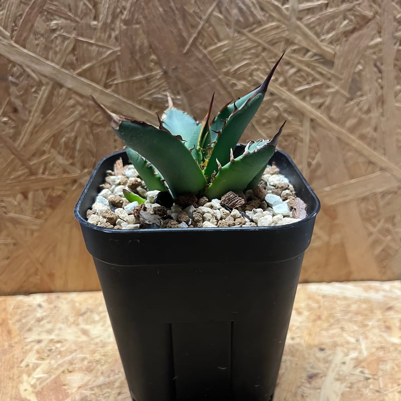 アガベ チタノタ Lupine | GREEN LUCK