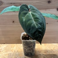 パ*ン様 アンスリウム　ポーティラエ　NSE アンスリウム ポーティラエ NSE | GREEN LUCK