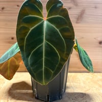 アガベ チタノタ Agave titanota oteroi (FO-76) | GREEN