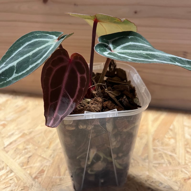 アンスリウム　ドックブロック　スカーレットS1 ワビサビプランツ　タグ付き Anthurium Docblock 'Scarlet' S1 スカーレット Anthurium Docblock