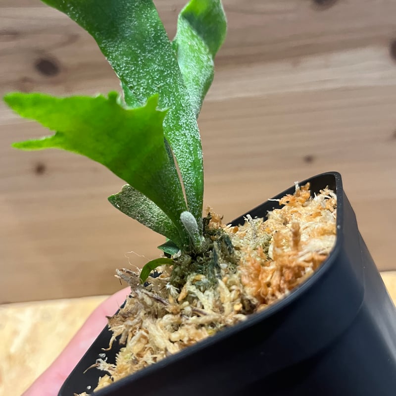 ビカクシダ シュプール | GREEN LUCK