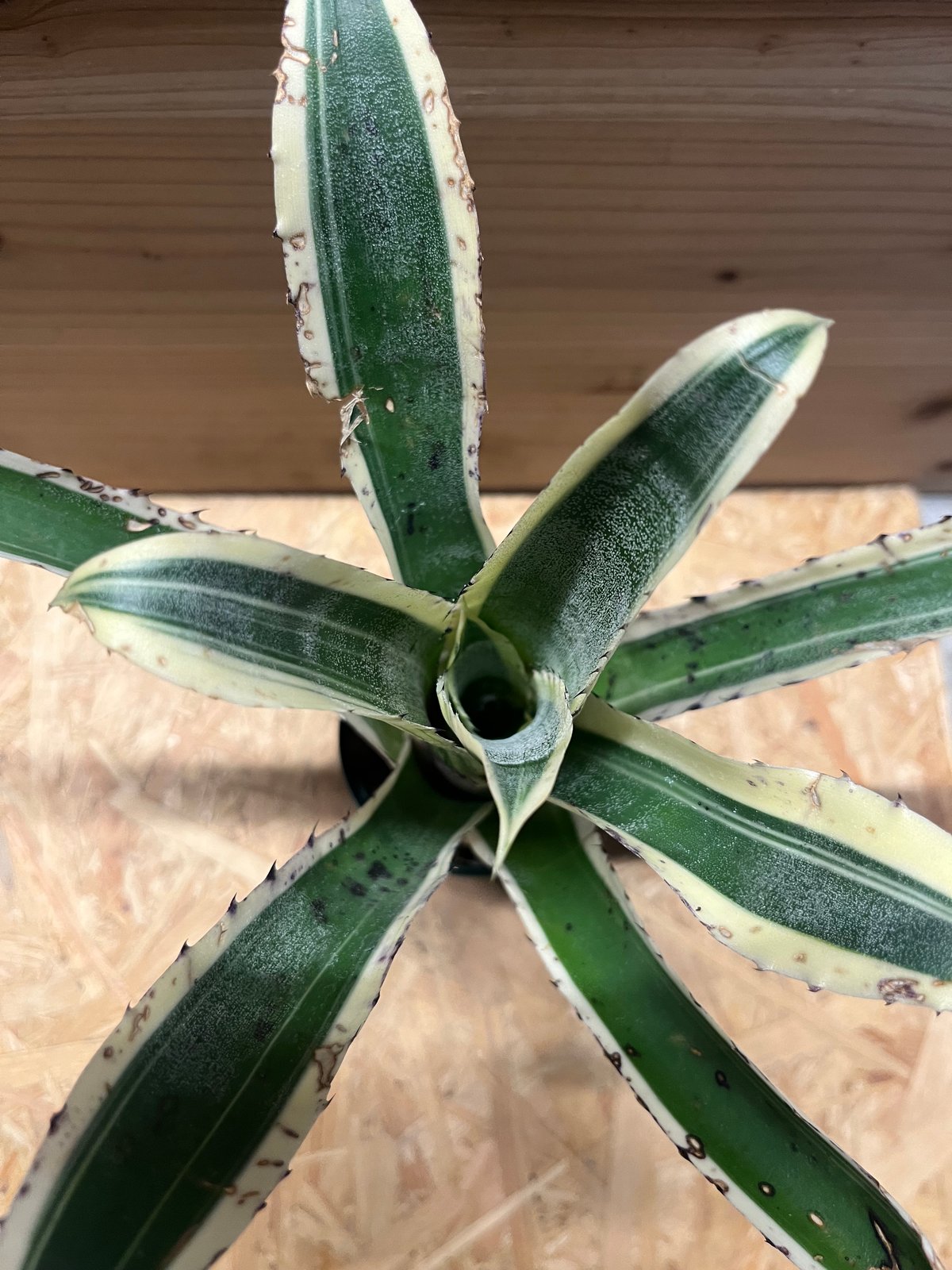 ホヘンベルギア カーラ | GREEN LUCK