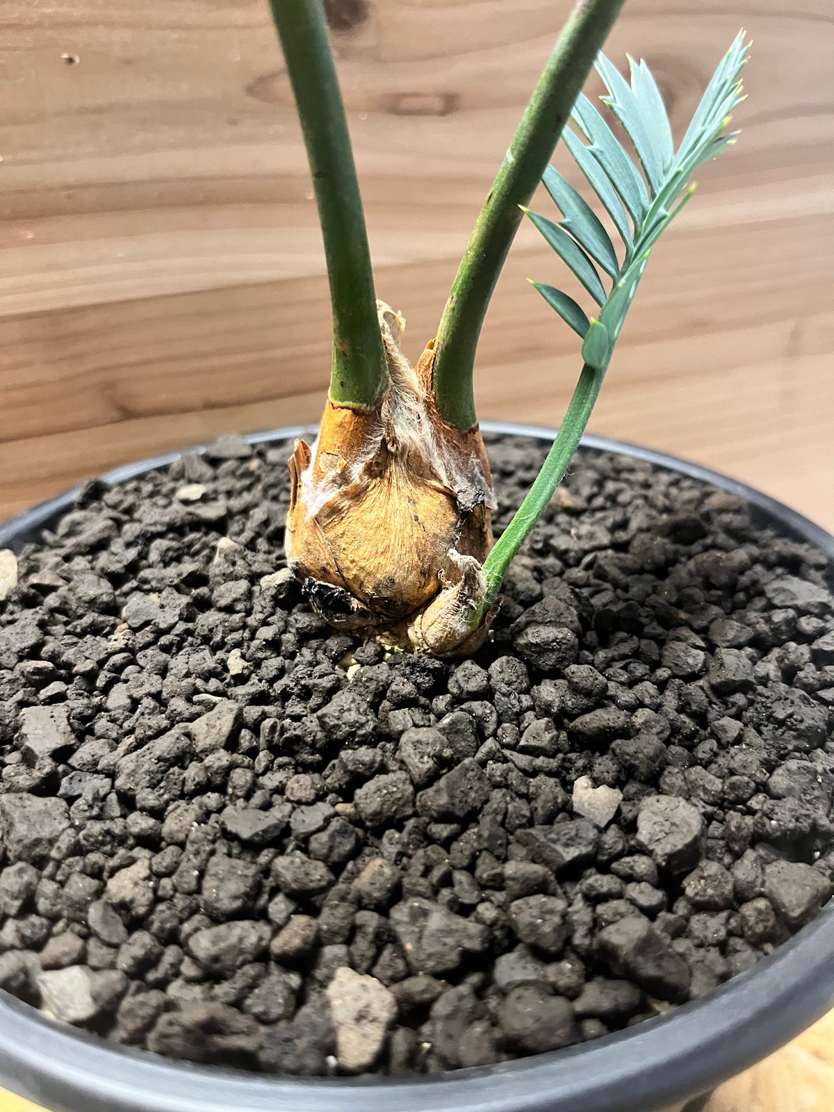 エンセファラルトス ホリダス | GREEN LUCK