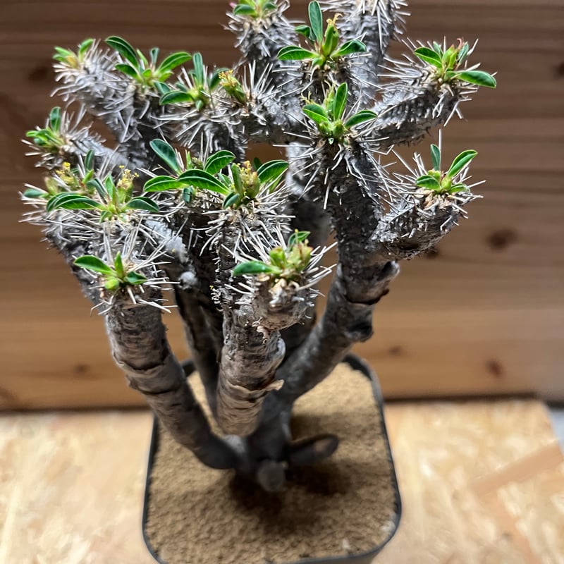 ユーフォルビア ギラウミニアナ eg27 ユーフォルビア・ギラウミニアナ / 盆栽、多肉植物、塊根植物