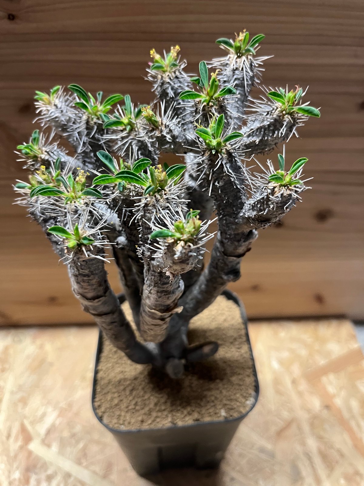 【専用】珍奇植物 ユーフォルビア ギラウミニアナ 現地球 発根済み 専用】珍奇植物 ユーフォルビア ギラウミニアナ 現地球 発根済み