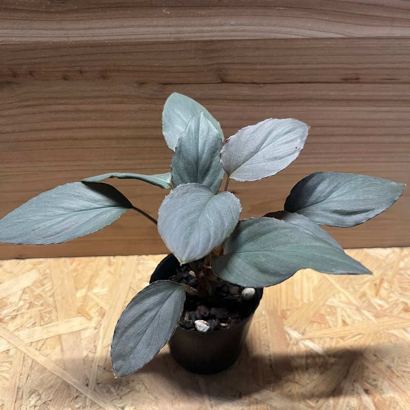 o*n様 Homalomena from Kalimantan ホマロメナ fit=scale-down,w=1200