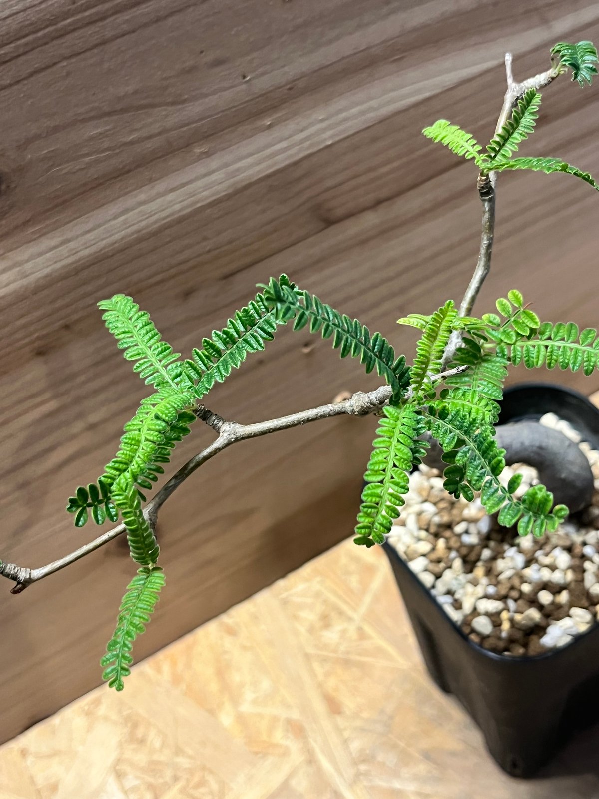 【あた】オペルクリカリアヒファエノイデス2本セット【匿名配送】 あた】オペルクリカリアヒファエノイデス2本セット【匿名配送