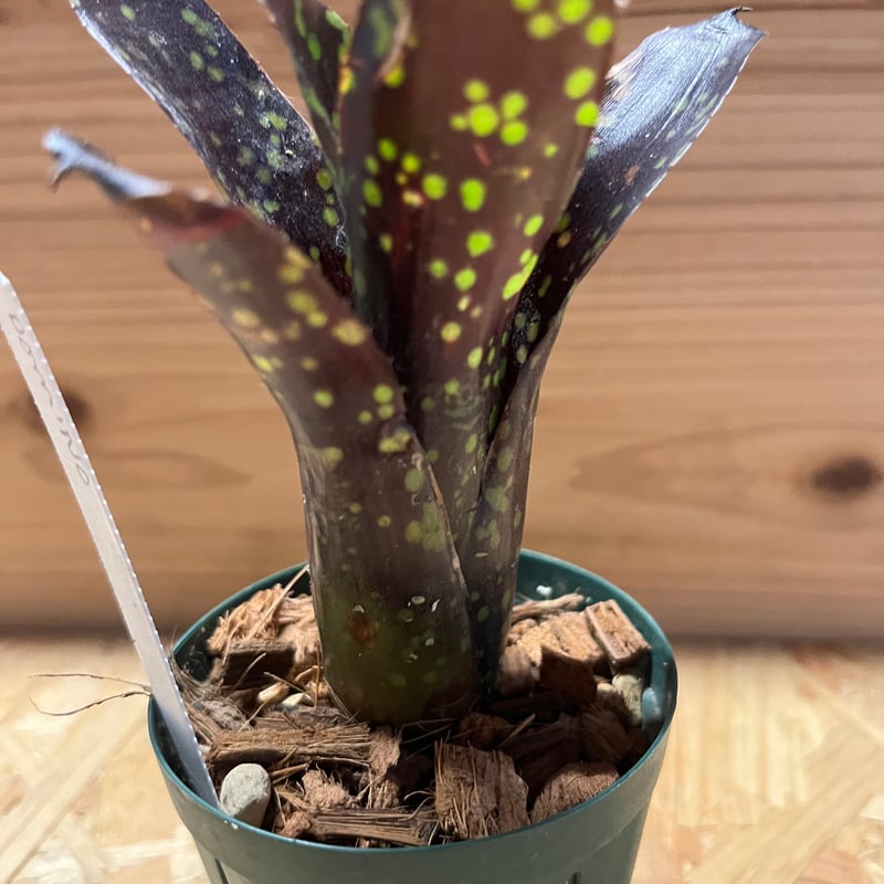 ネオレゲリア　ドミノ リサのタグ付き ネオレゲリア ドミノ リサのタグ付き