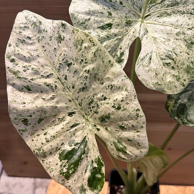 アロカシア マクロリザス カモフラージュ | GREEN LUCK