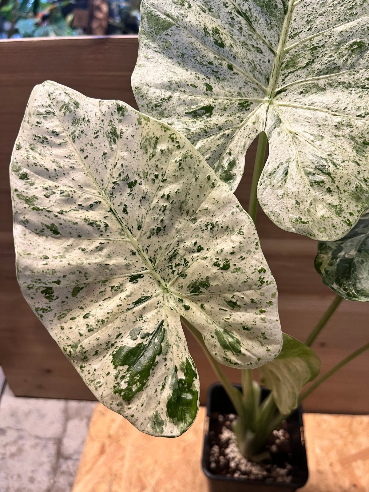 アロカシア マクロリザス カモフラージュ | GREEN LUCK