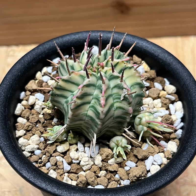 ユーフォルビア メロフォルミス錦 | GREEN LUCK