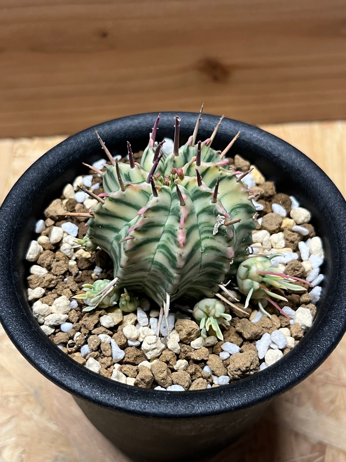 極太 ユーフォルビア メロフォルミス錦 極太 ユーフォルビア メロフォルミス錦