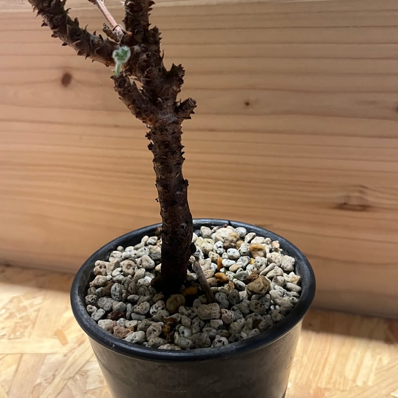 ペラルゴニウム　ミラビレ鉢付き 宝石のような観葉植物のお店 【Jewelry Plant】 ぺラルゴ二ウム