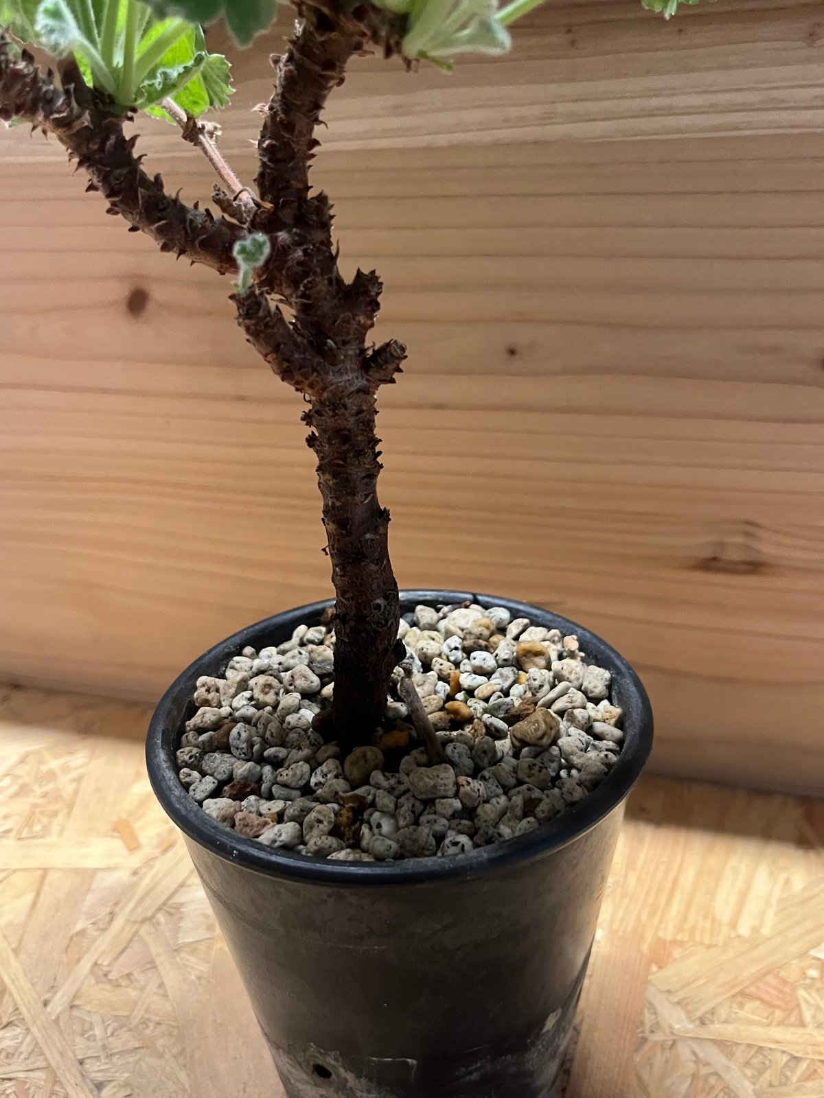 ペラルゴニウム ミラビレ | GREEN LUCK