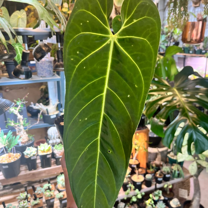 アンスリウム メタリカム | GREEN LUCK