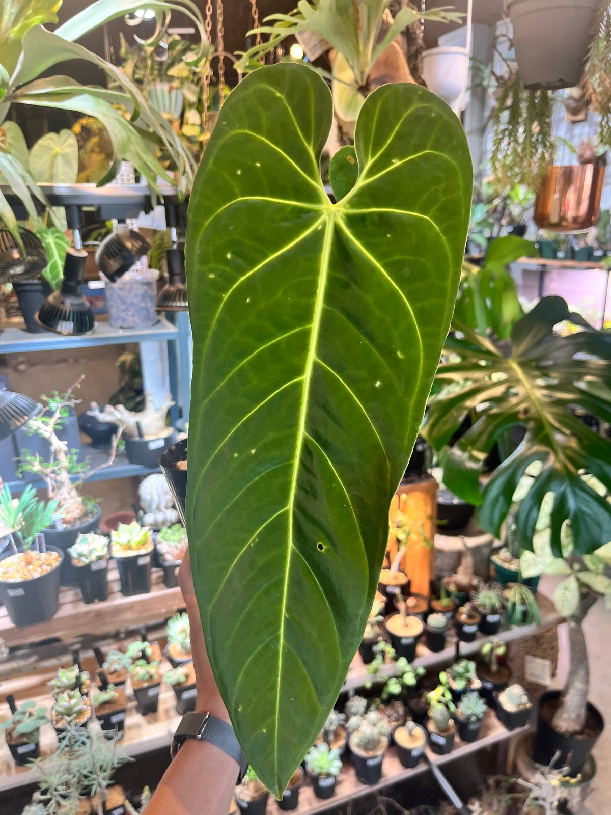 アンスリウム メタリカム | GREEN LUCK