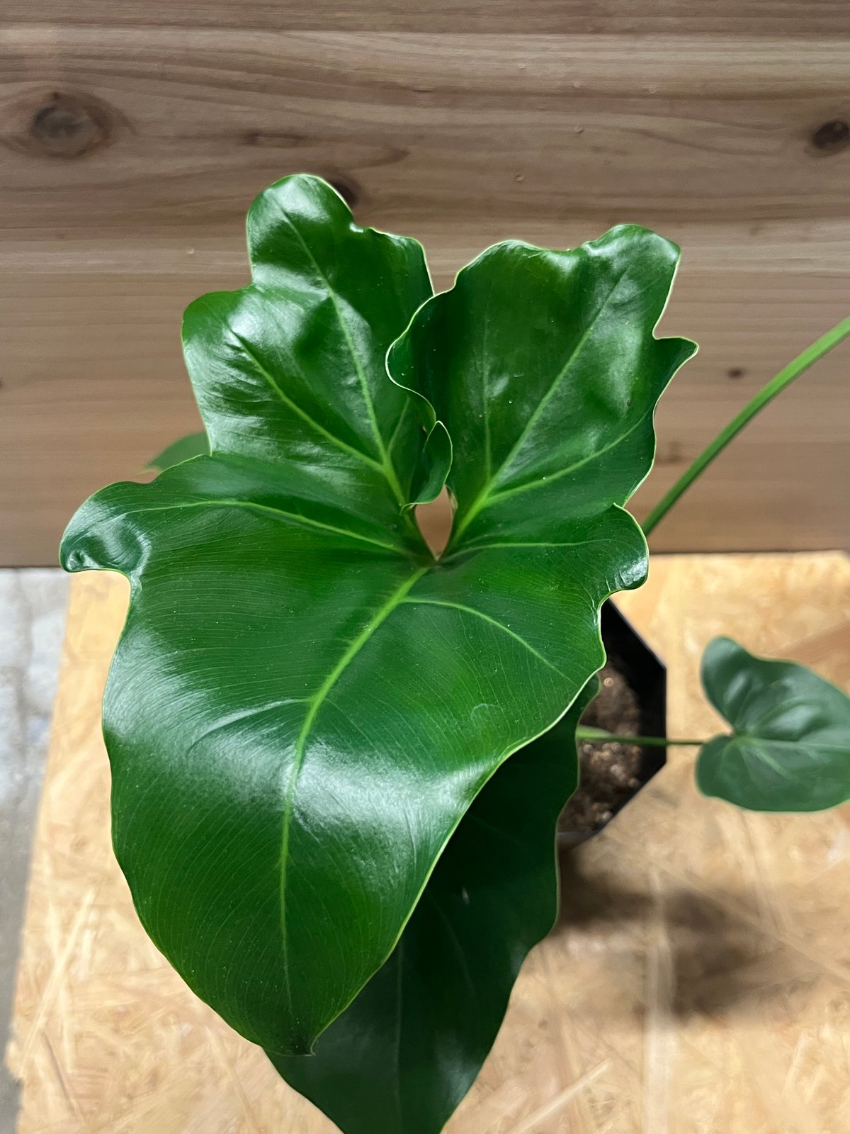フィロデンドロン　ソノラ　大株　3.5号 観葉植物 フィロデンドロン 3号 セローム ヒトデカズラ ラーケル