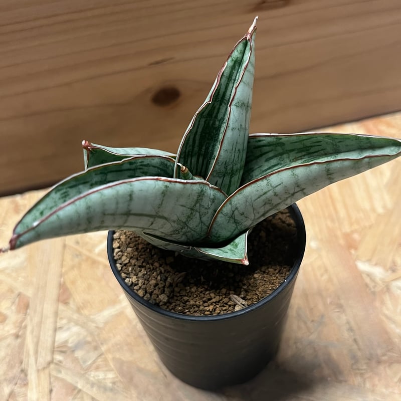 サンスベリア ホビット | GREEN LUCK