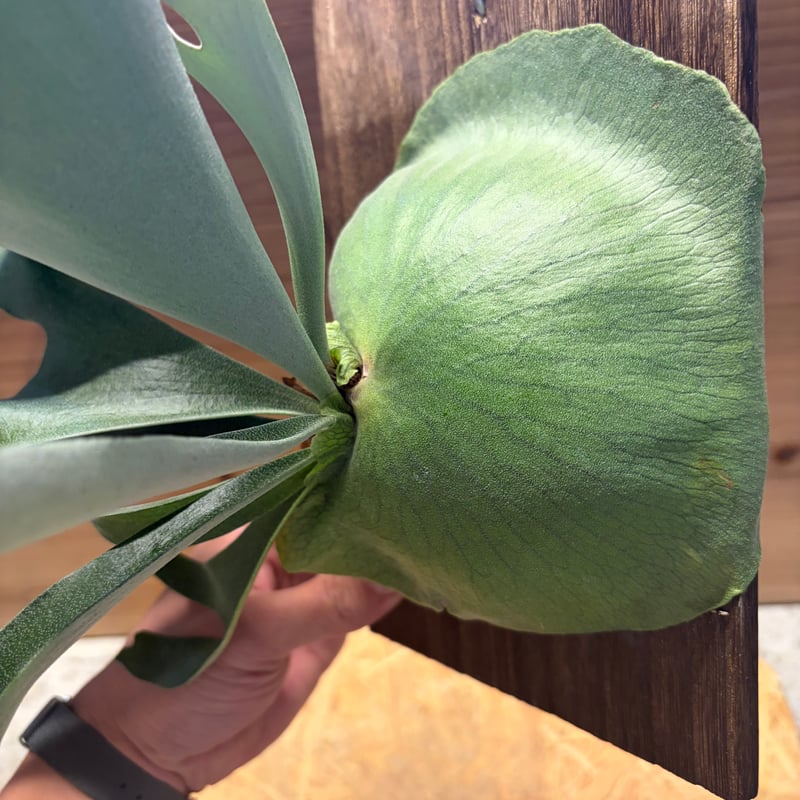 ビカクシダ　alcicorne Madagascar アルマダ　アルシコルネ P.alcicorne madagascar sp 》 マダガスカル現産のアルシコルネ 通称