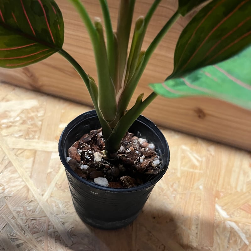 アグラオネマ レッドアーミー　1 陶器鉢 お皿付き アグラオネマ：レッドアーミー 3.5号ポット の通販 | 園芸ネット