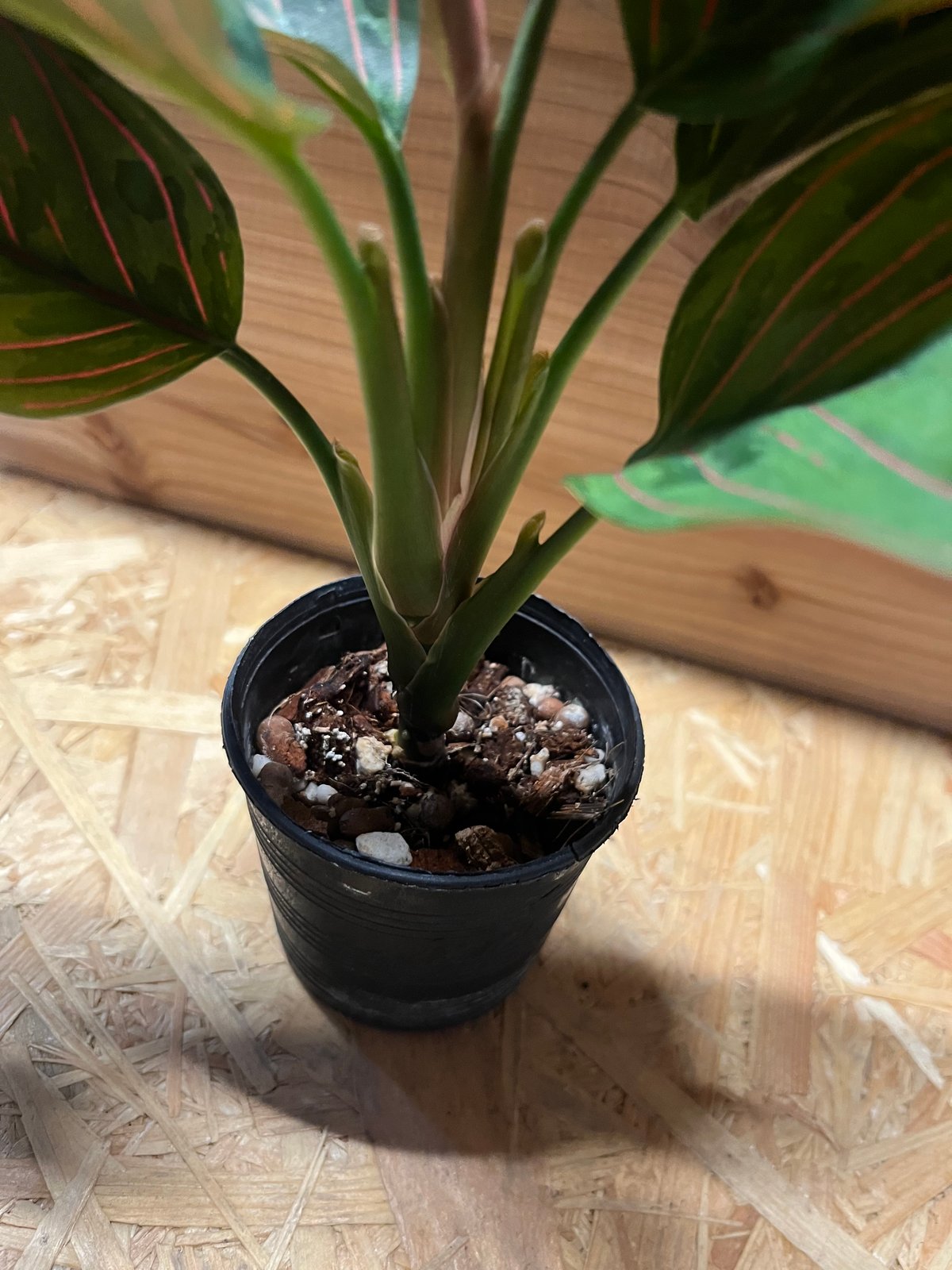 アグラオネマ レッドアーミー | GREEN LUCK