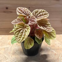 ネオレゲリア デメター | GREEN LUCK