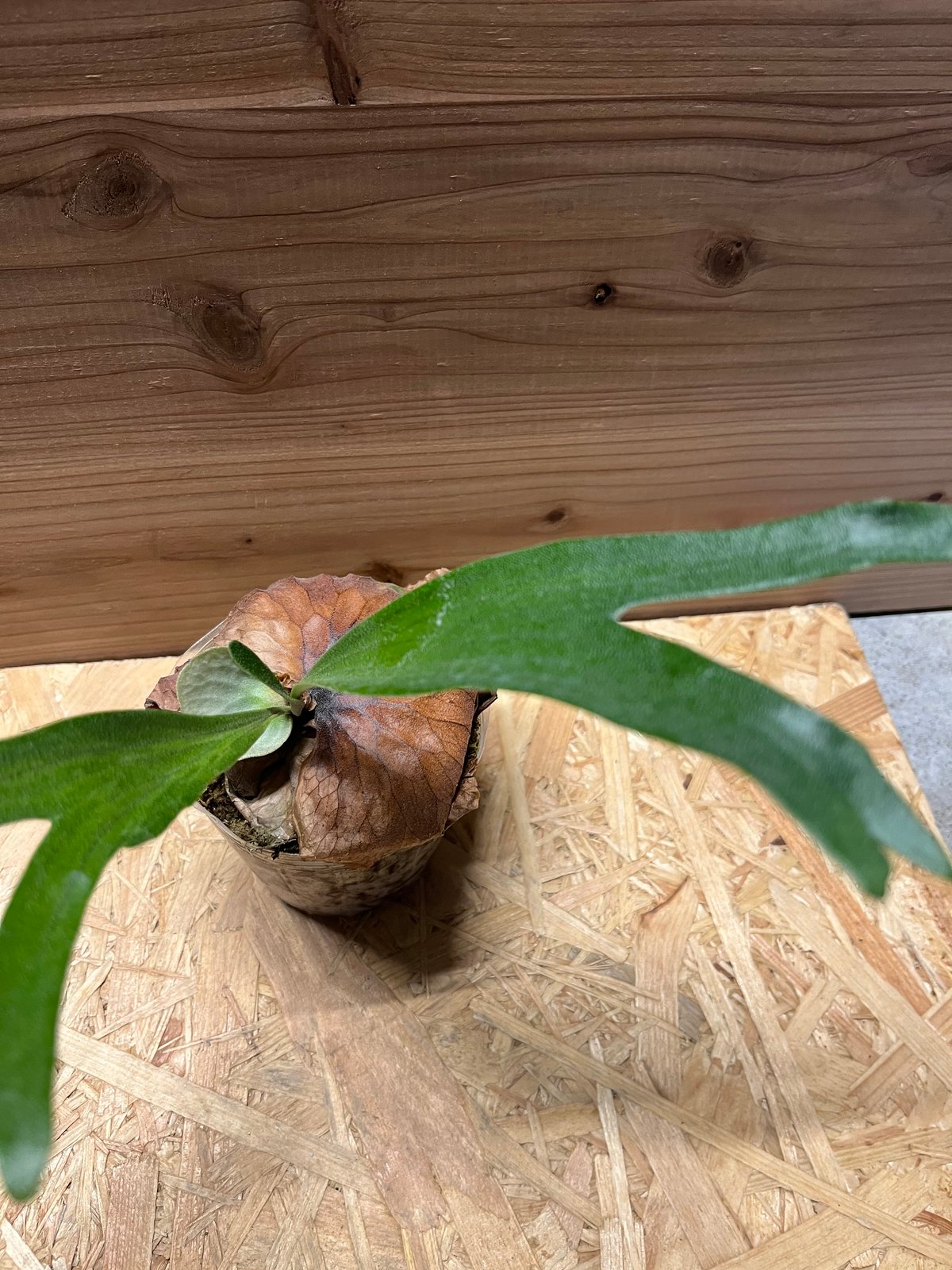 ビカクシダ ダウボーイ Platycerium Dawboy ビカクシダ ダウボーイ ビカクシダ交配種 シダ植物