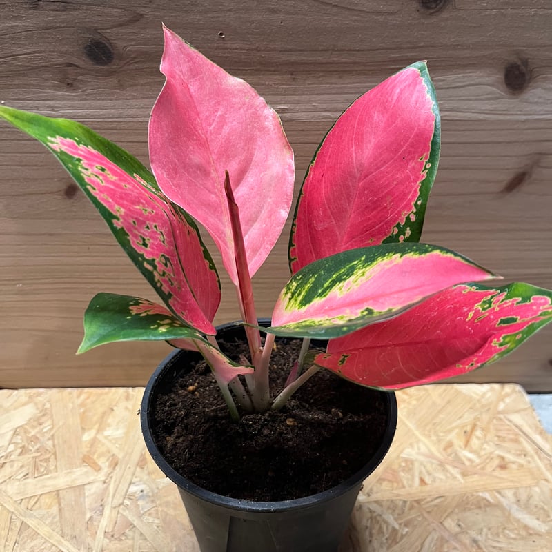 アグラオネマ チャイナレッド | GREEN LUCK