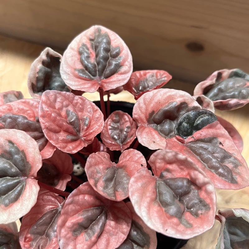 ストロベリー 国内2月18日/25日発売予定】アディダス オリジナルス ZX 8000