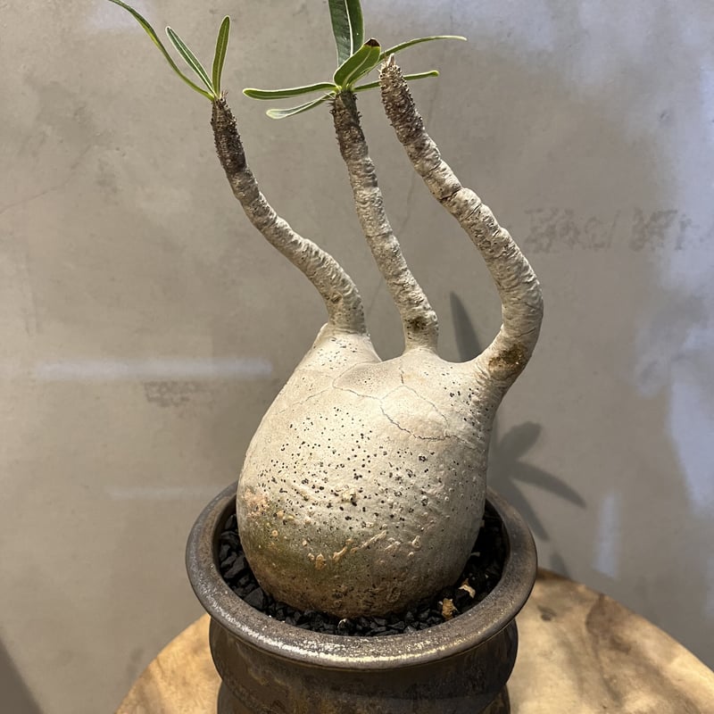 パキポディウム グラキリス 発根済 土京鉢 | GREEN LUCK