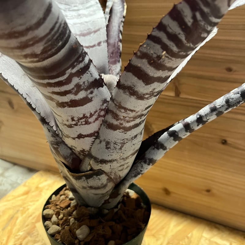 エクメア チャンティニー ブラックアイス | GREEN LUCK