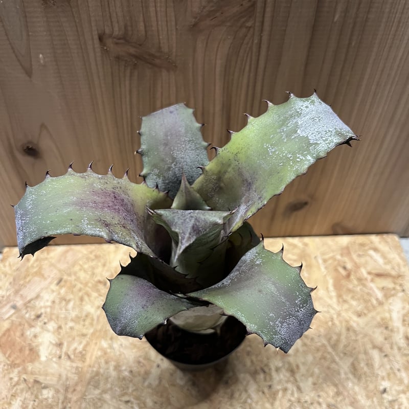 タンクブロメリア ホヘンベルギア『Sandra's Mountain 』 Hohenbergia