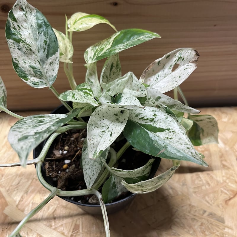 エピプレムナム ピナツム 'マーブル' | GREEN LUCK