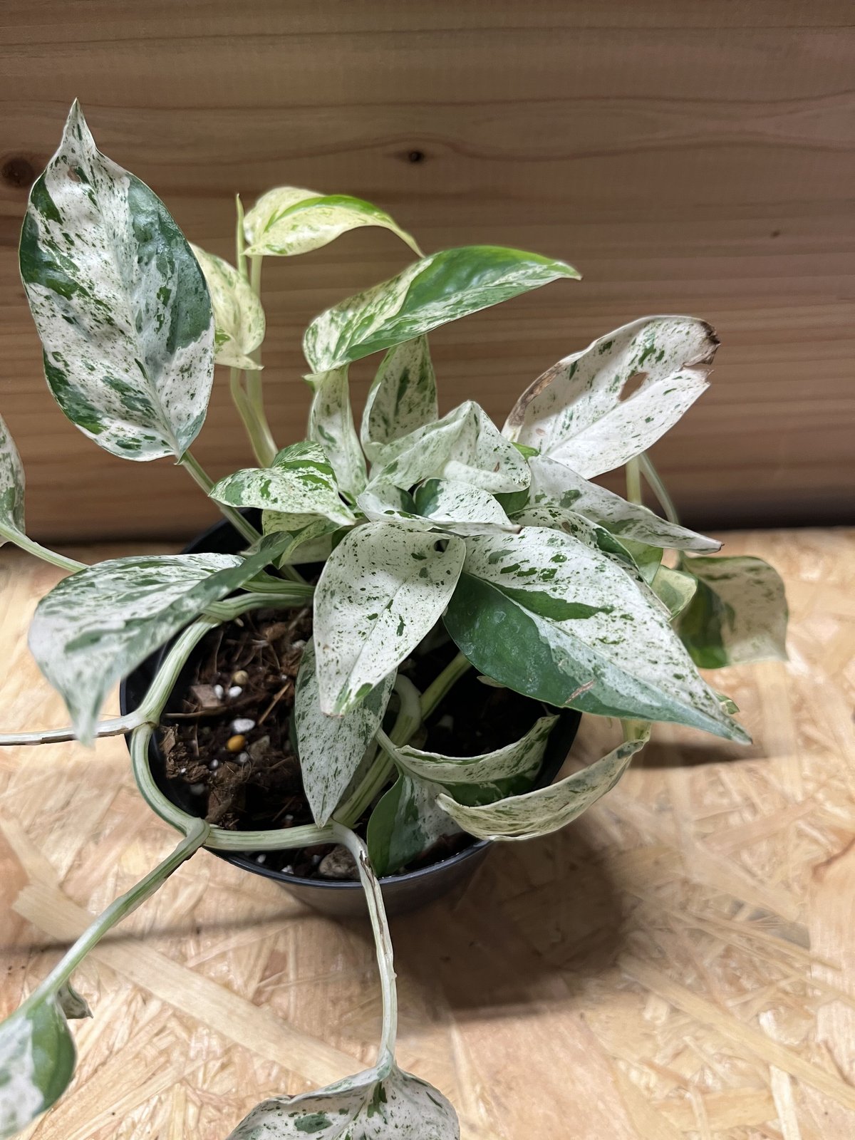 エピプレムナム ピナツム 'マーブル' | GREEN LUCK