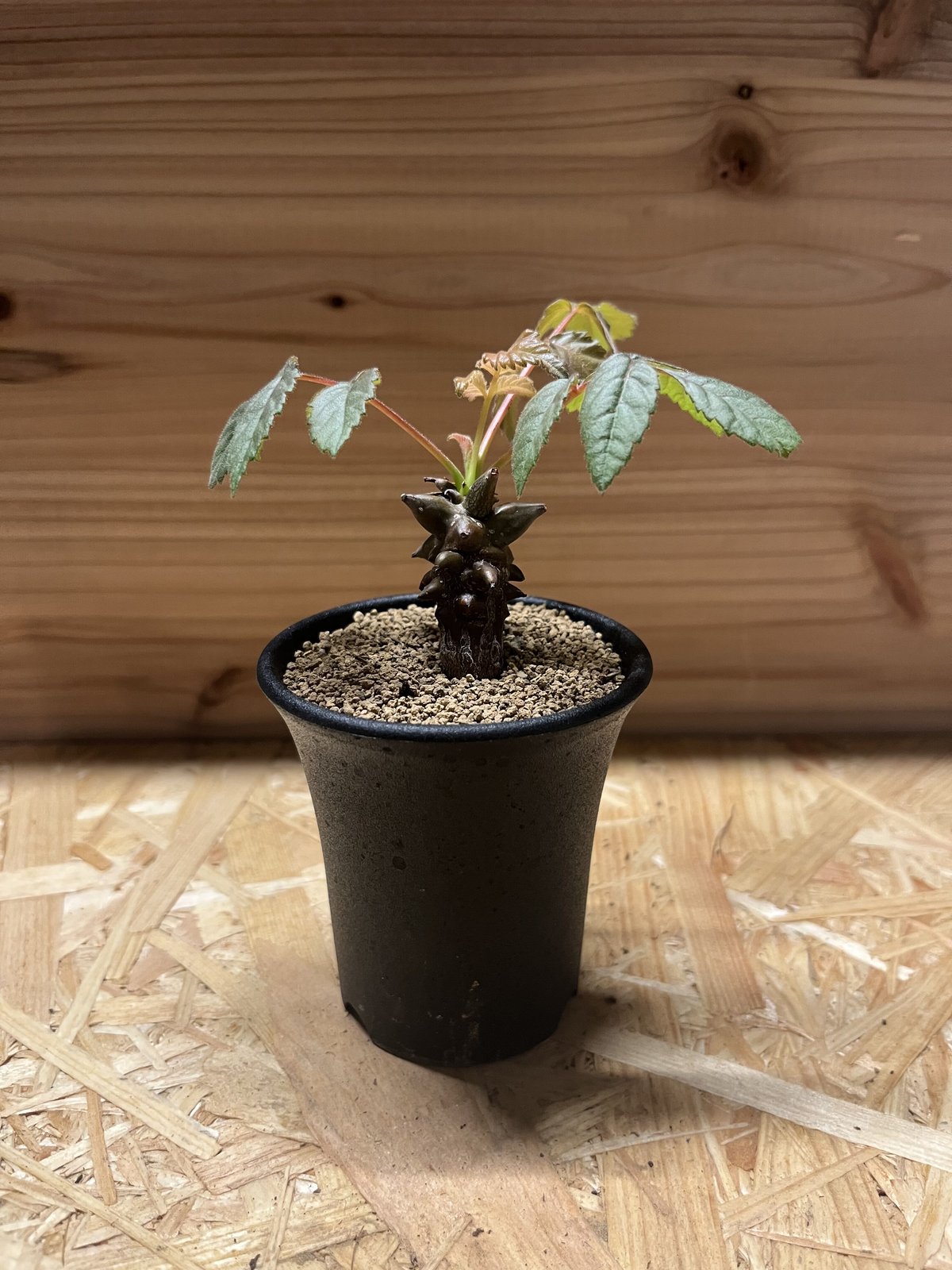 【実生】ベイセリアメキシカーナ　Beiselua mexicana A fit=scale-down,w=1200