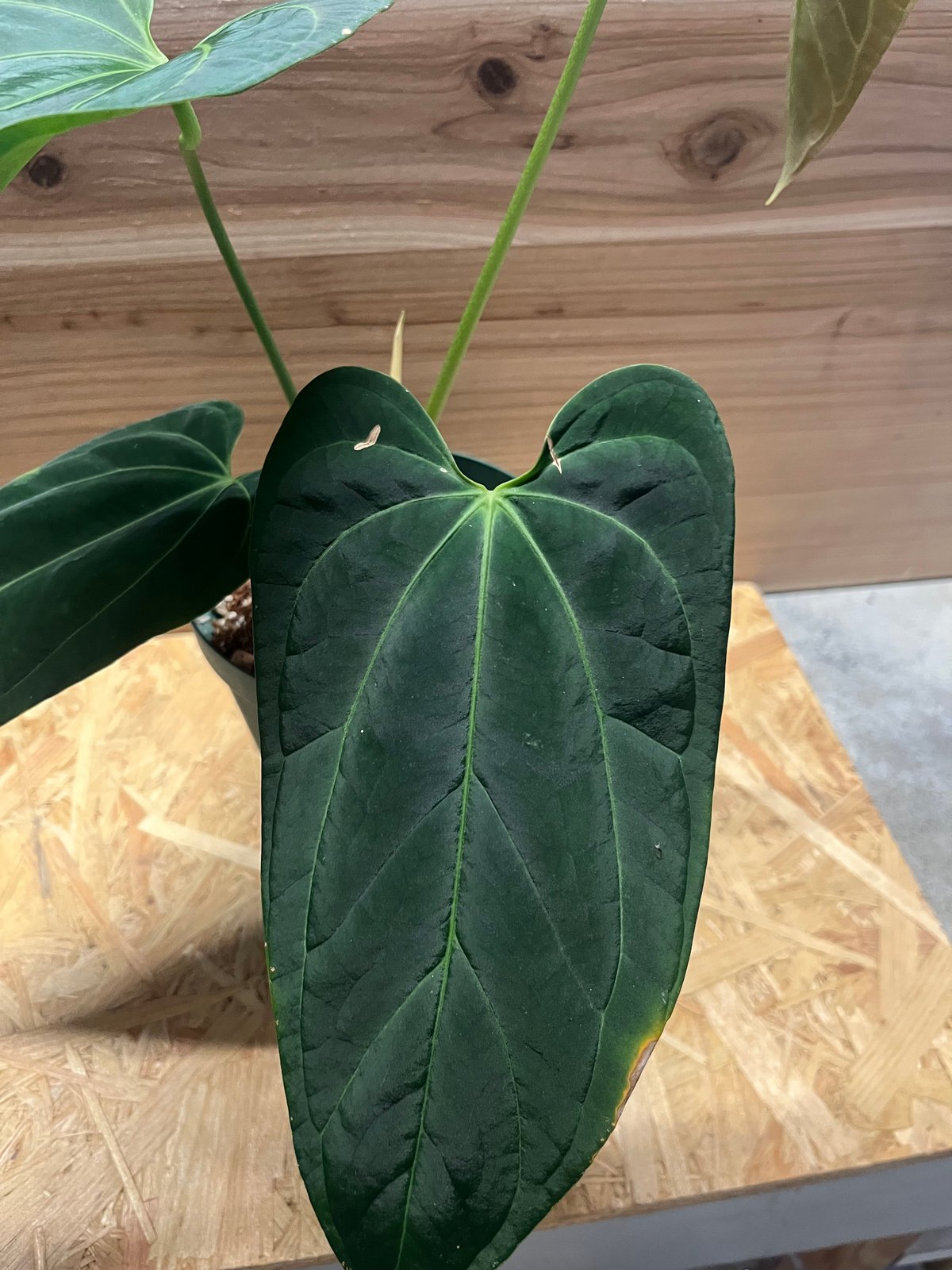 極美】アンスリウム デルタフォース 中株 レア種 鉢ごと発送 極美