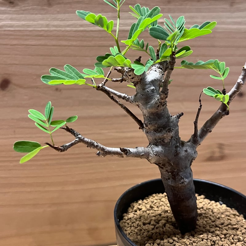 センナ メリディオナリス | GREEN LUCK