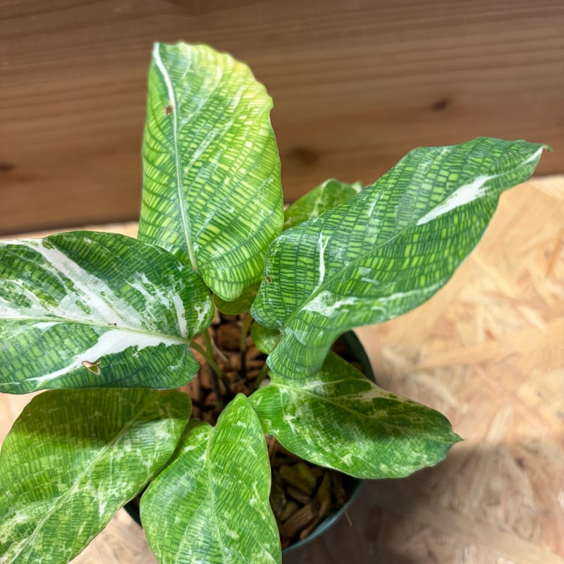 新品　観葉植物　流通量側少ない珍しい品種　カラテア、ムサイカ カラテア ムサイカ | 観葉植物・その他植物 | NIKO FLOWERS+