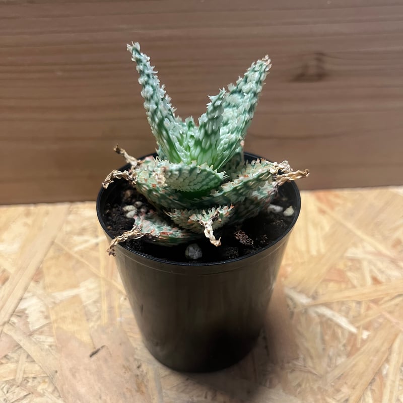 アロエ ハイブリッド テンプラ TCT株 Aloe Tempra アロエ テンプラ Aloe tempura TCT ハイブリッド