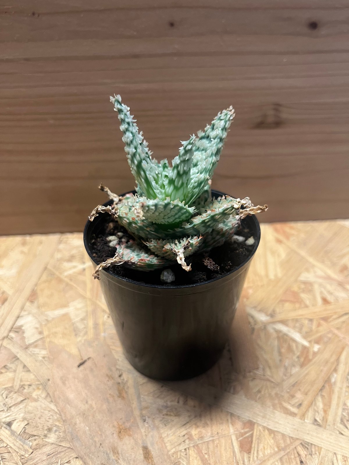 アロエ テンプラ | GREEN LUCK