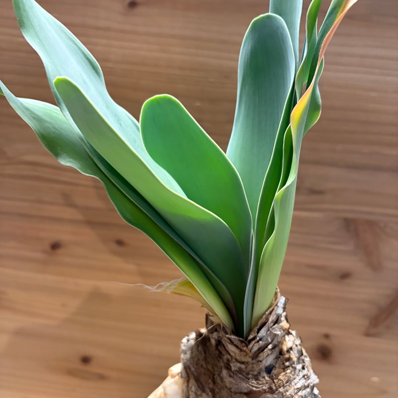 ブーファン ハエマンソイデス | GREEN LUCK