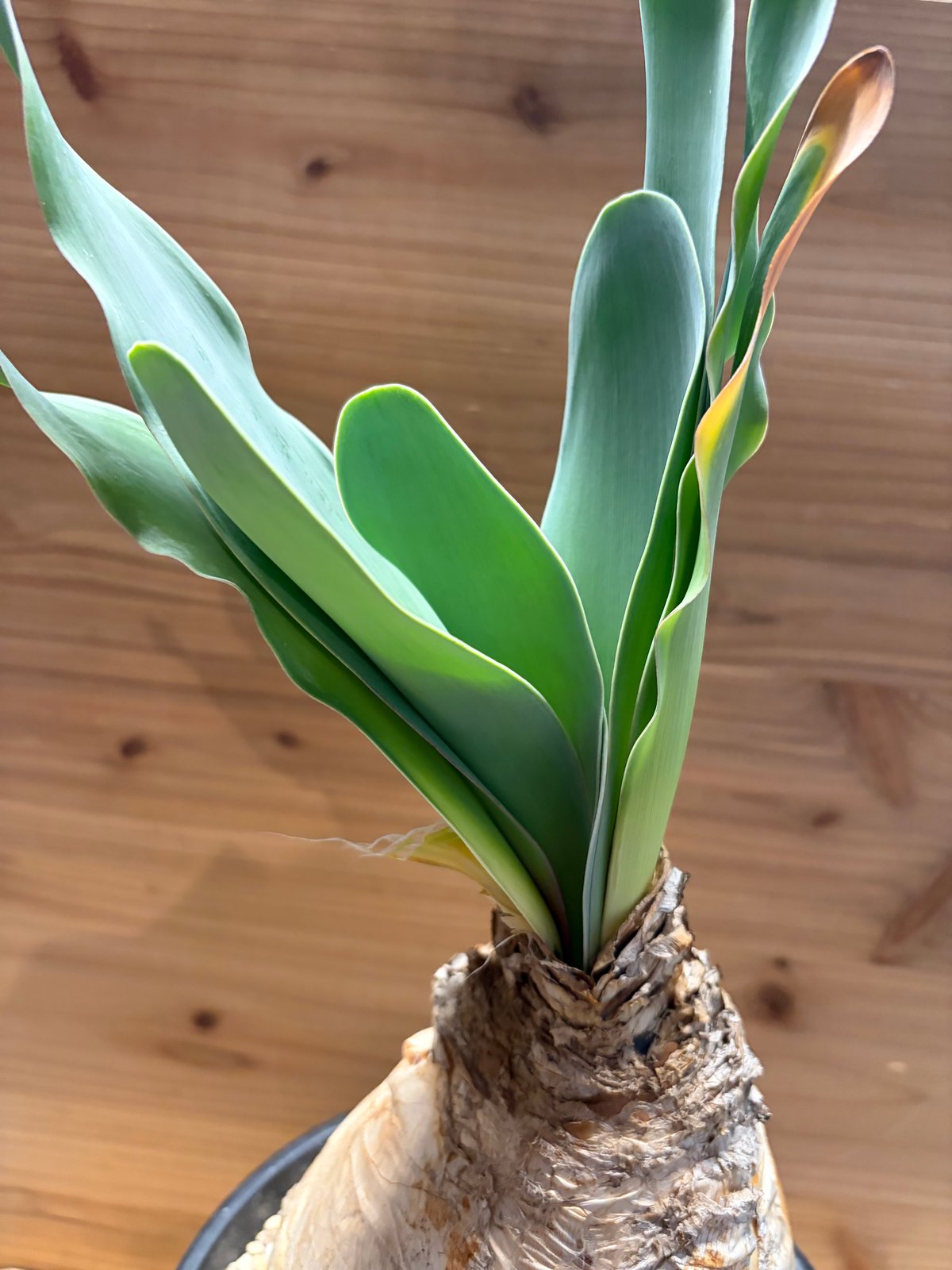 ブーファン ハエマンソイデス | GREEN LUCK