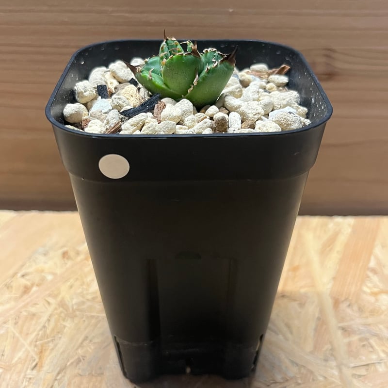 アガベ チタノタ クラウン | GREEN LUCK