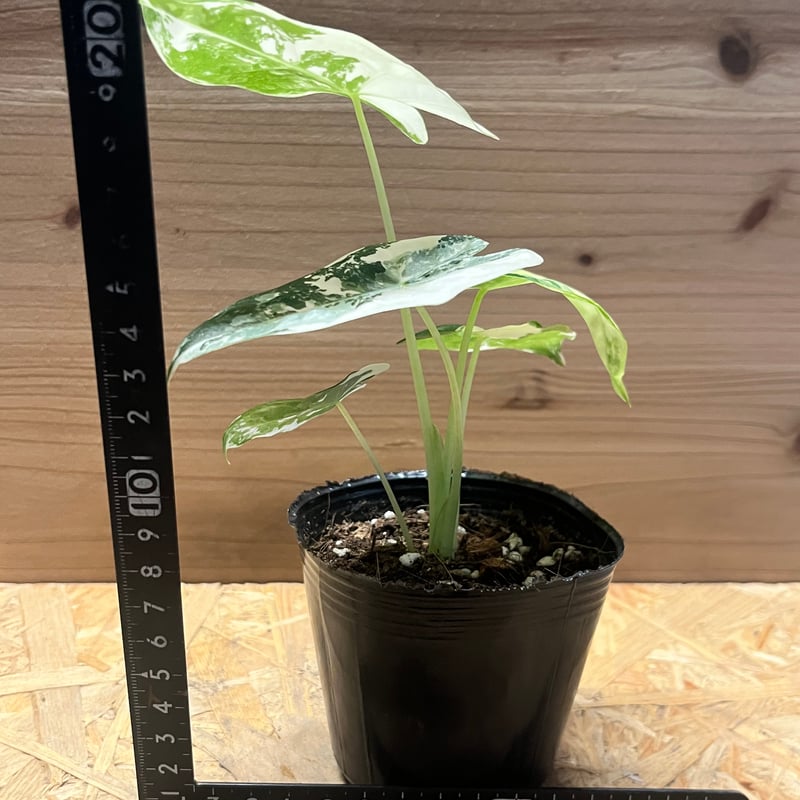 アロエ白斑　確認用 アロエ白斑 確認用 アロエ白斑 確認用 楽天市場】シンワ 大金 普及型