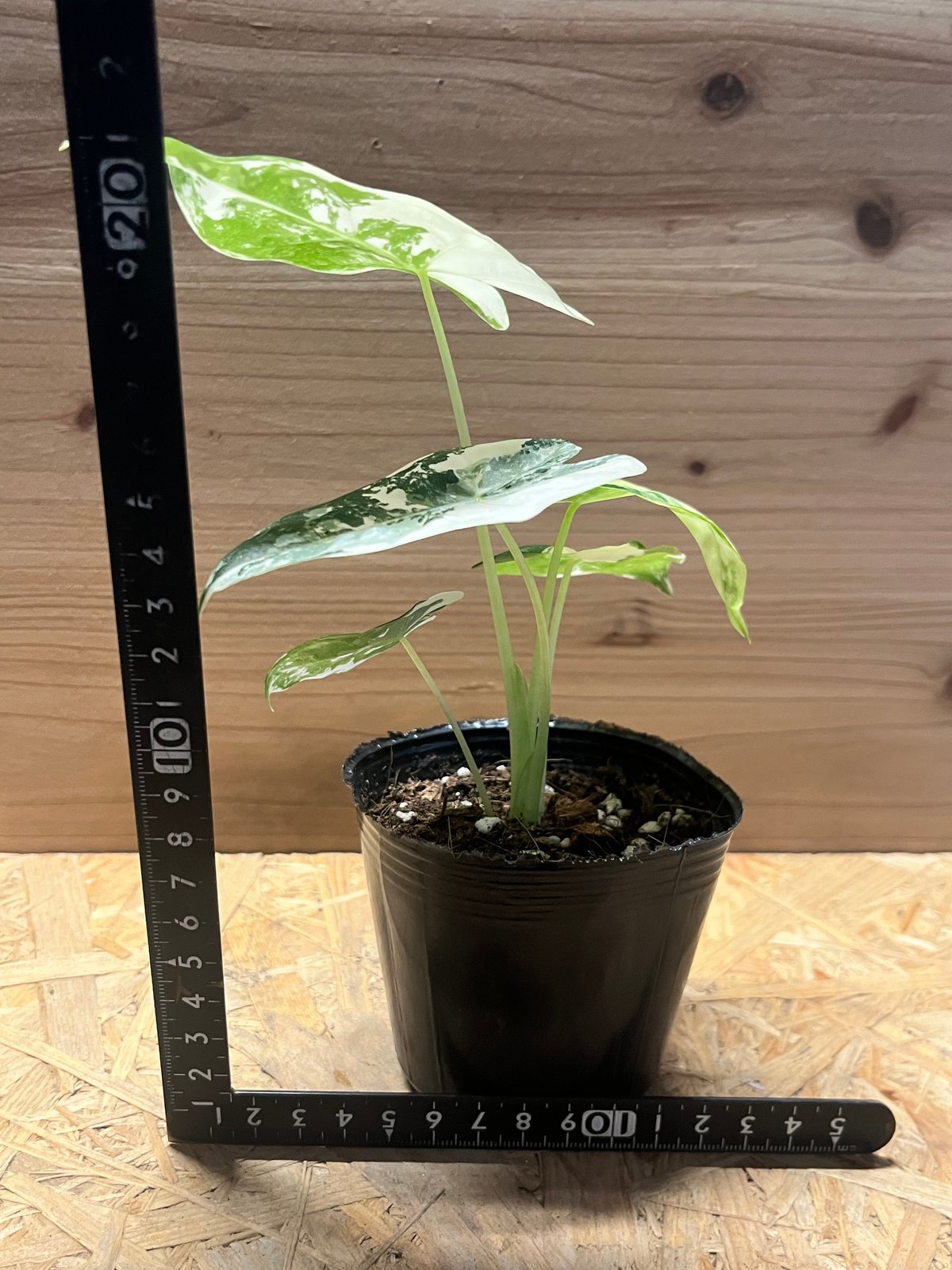 アロカシア グリーンベルット 斑入り | GREEN LUCK