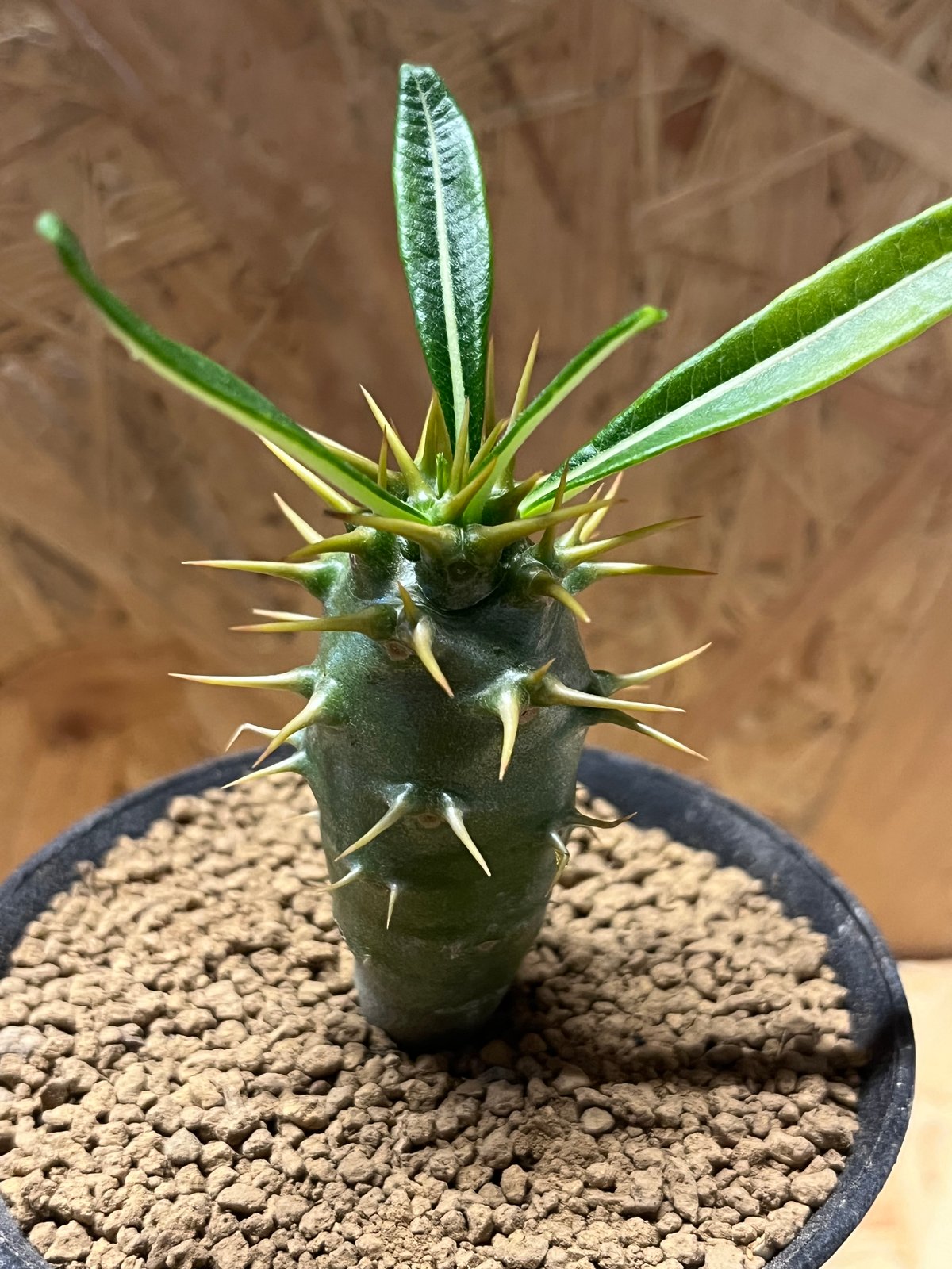 希少】パキポディウム アンボンゲンセ VALIME鉢付